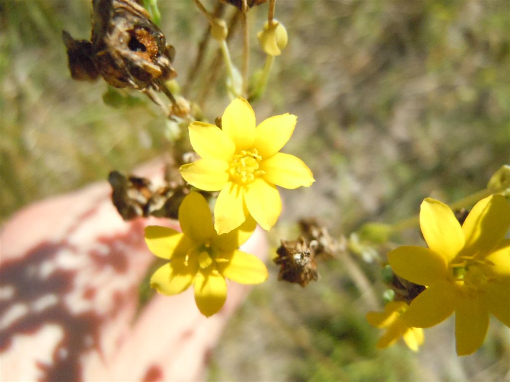 Blackstonia perfoliata